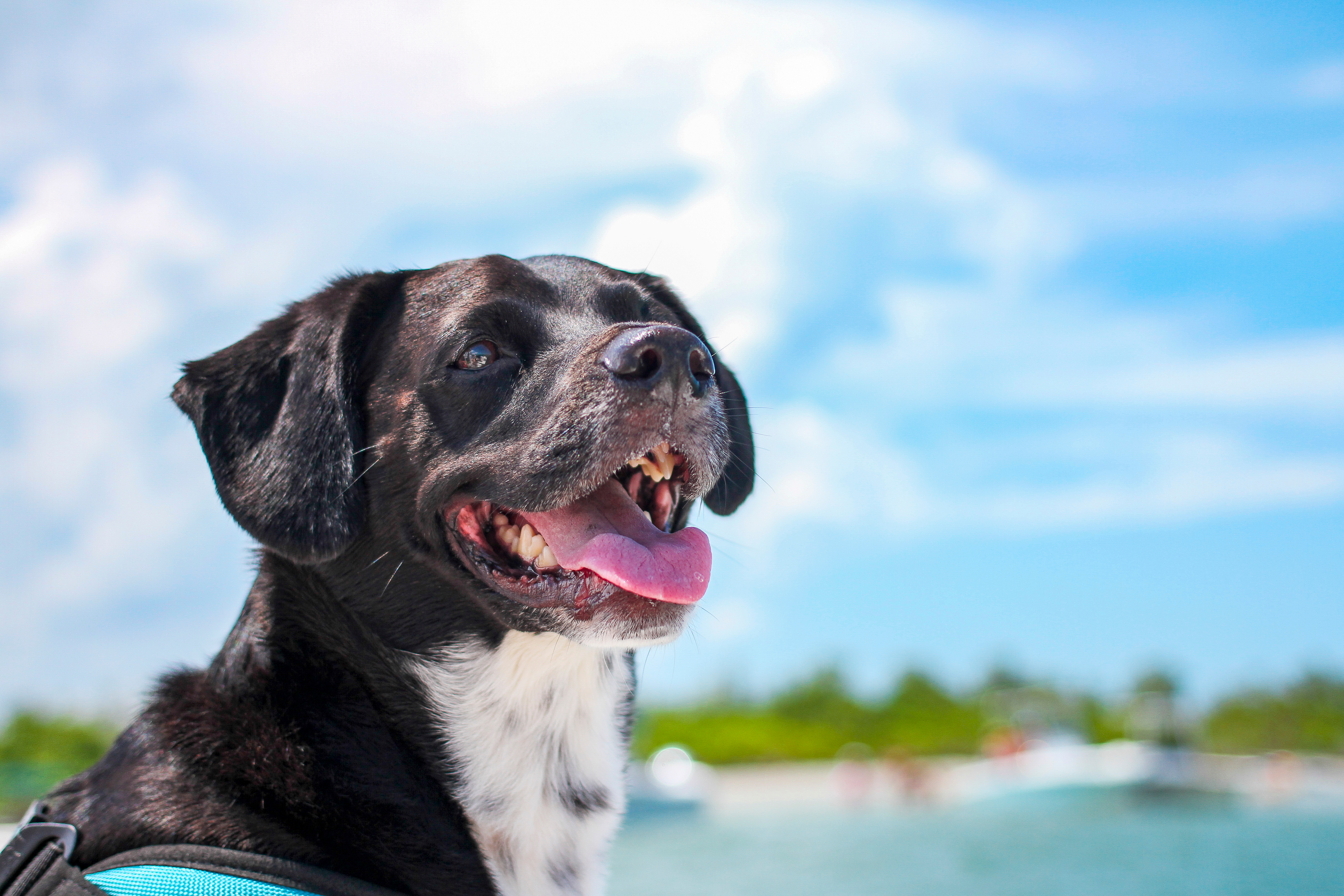 Close up of dog on a boat