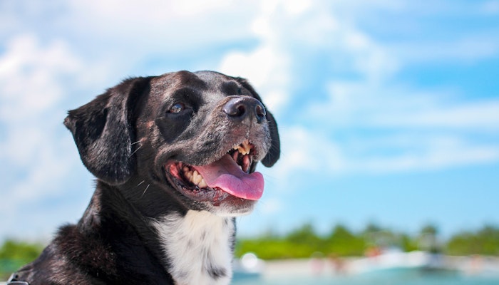 Close up of dog on a boat