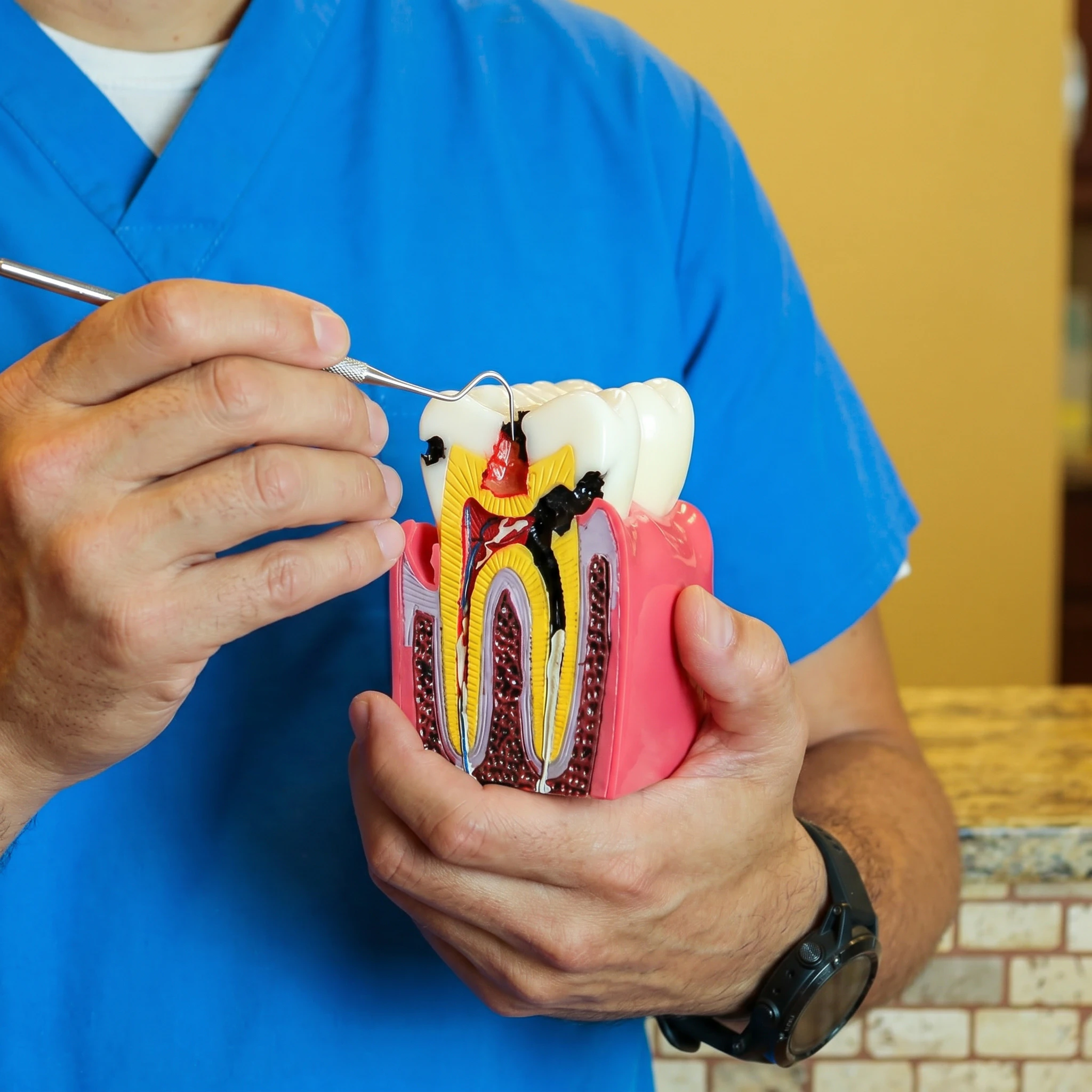 dentist with model tooth