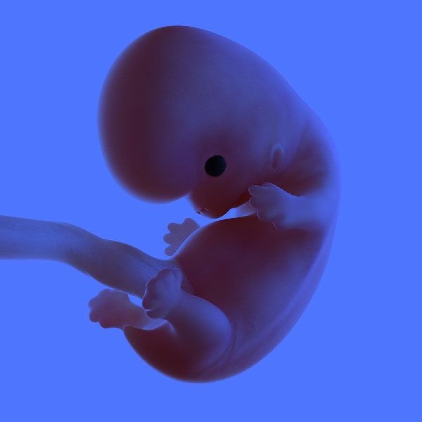 Human embryo
