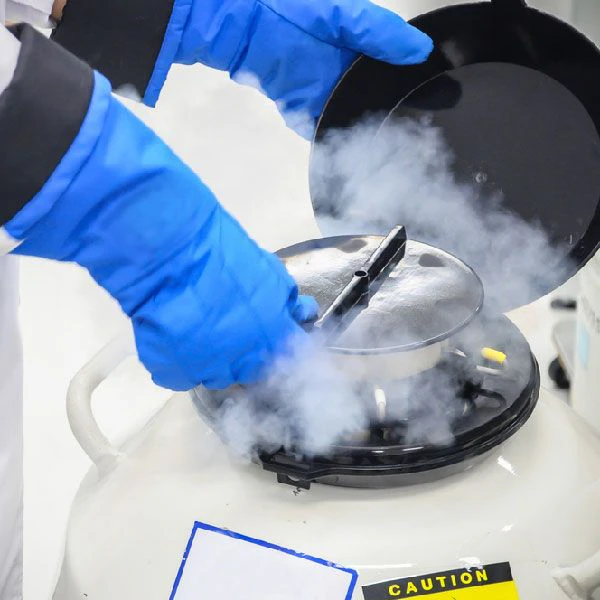 Gloved hand handling a cryogenic liquid nitrogen canister in a fertility laboratory