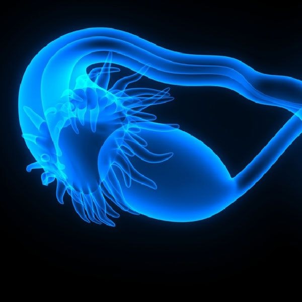 Graphic image of ovary