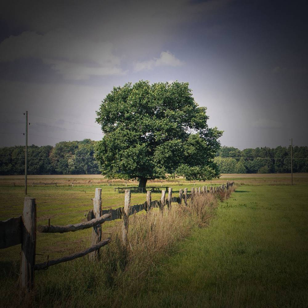 faded picture of a tree