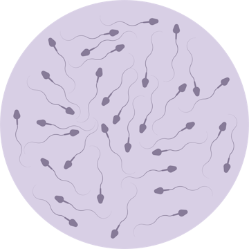 Normal Sperm Count