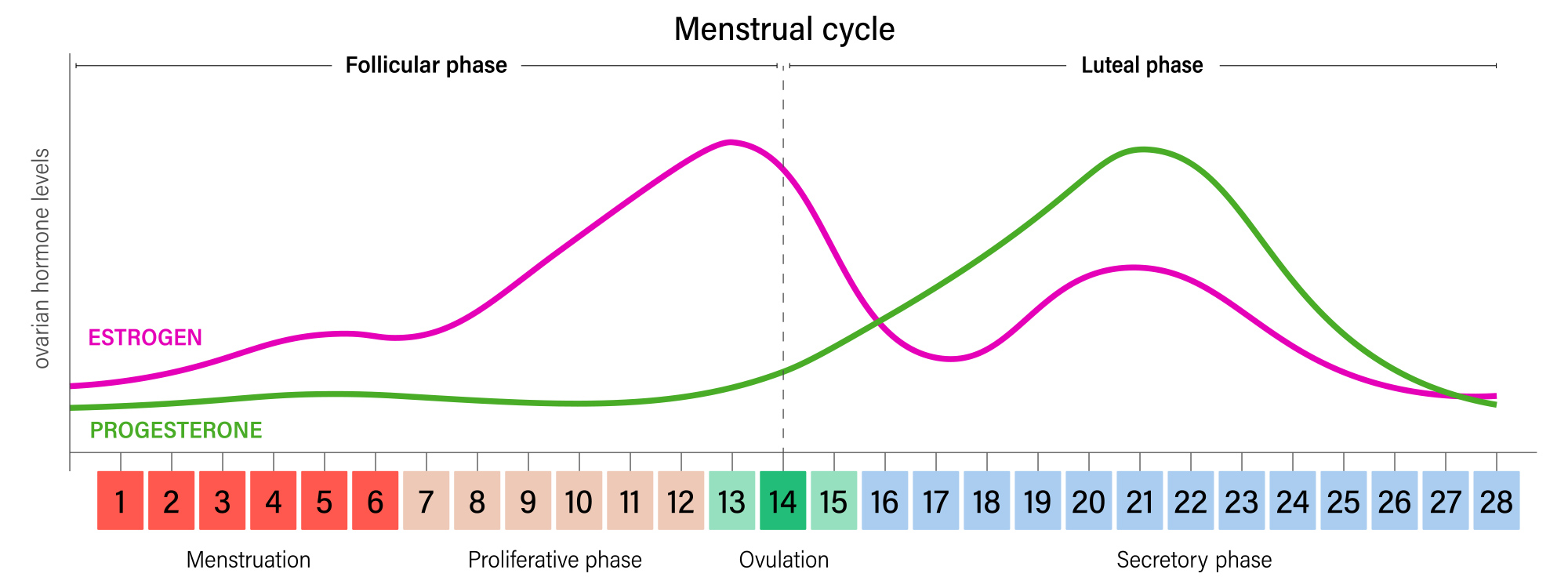 Menstrual Cycle Phases and Hormones  Menstrual cycle phases, Menstrual  cycle, Menstrual