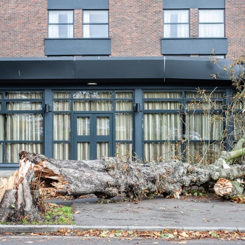 Tree fallen onto sidewalk after storm