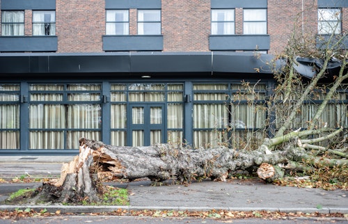 Tree fallen onto sidewalk after storm