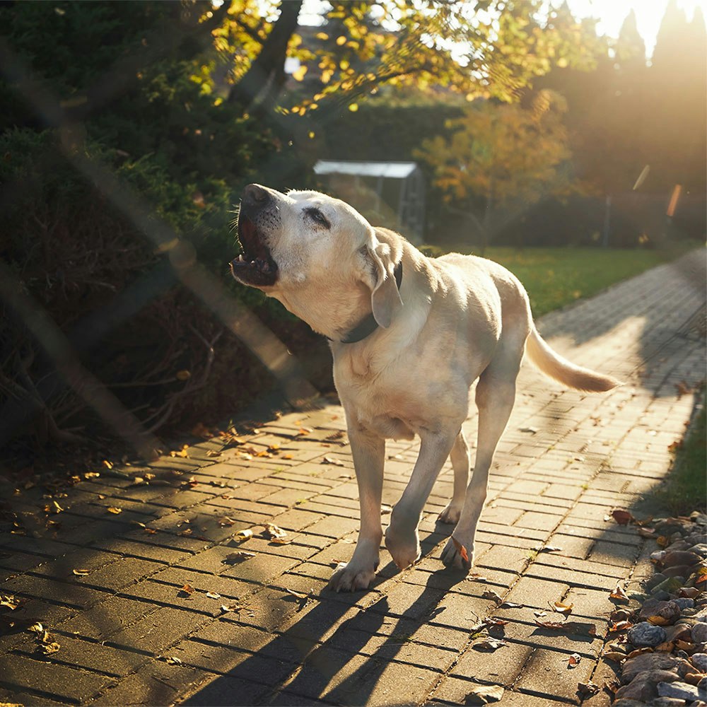 Yellow lab barking behind a fence