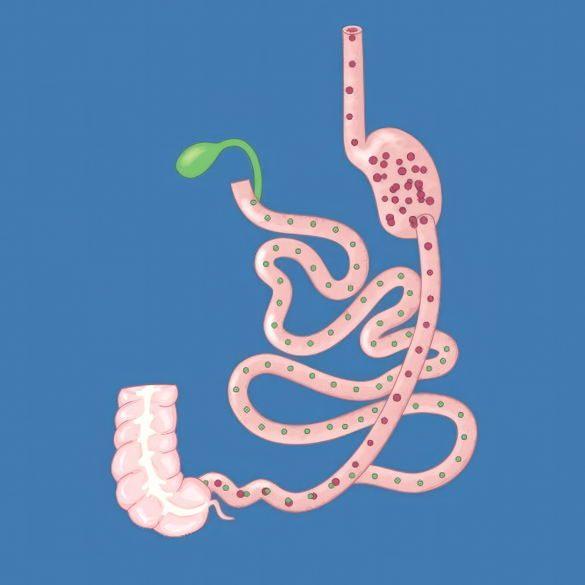 Digestive system diagram after duodenal switch surgery