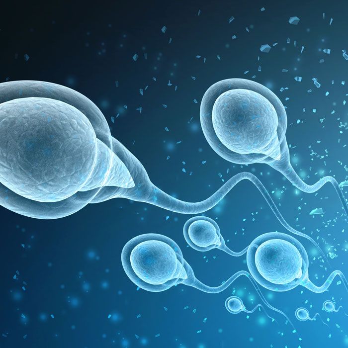 Illustration of sperm