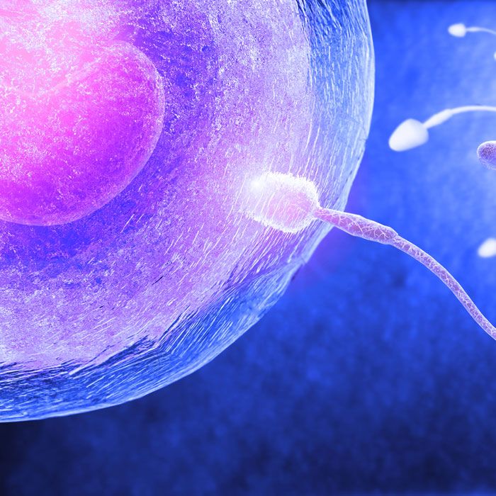 Sperm implanting in egg