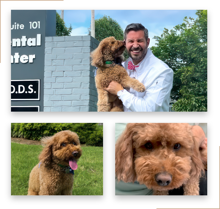 collage of office dog, Hank: a small dog with a light brown curly coat