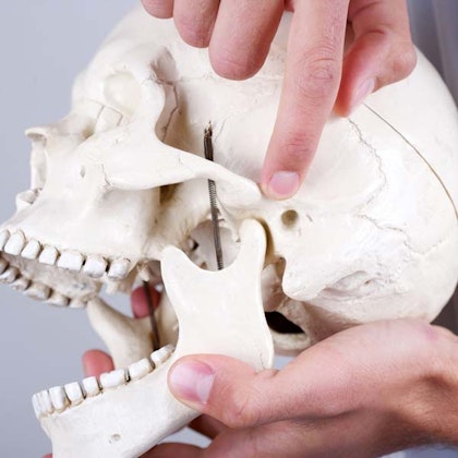 Dentist pointing at TMJ location on skull