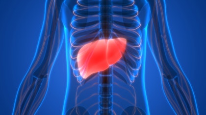 human liver