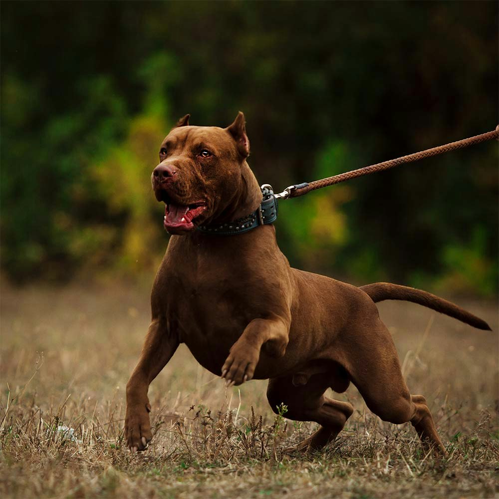 Brown dog pulling on the end of the leash