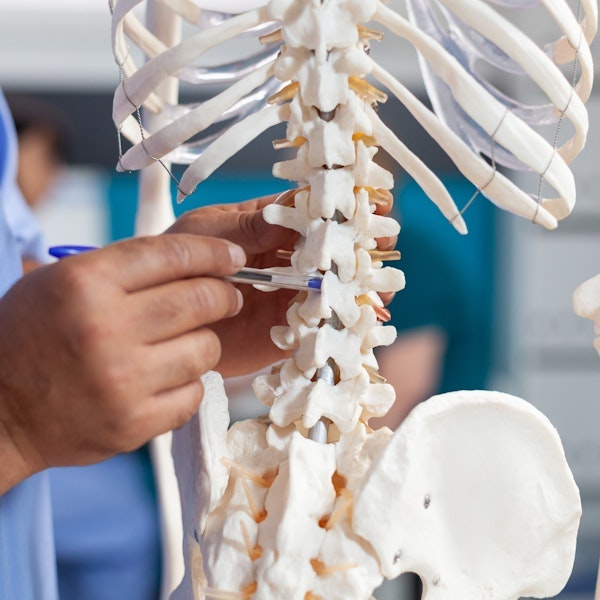 Doctor pointing at a spinal cord