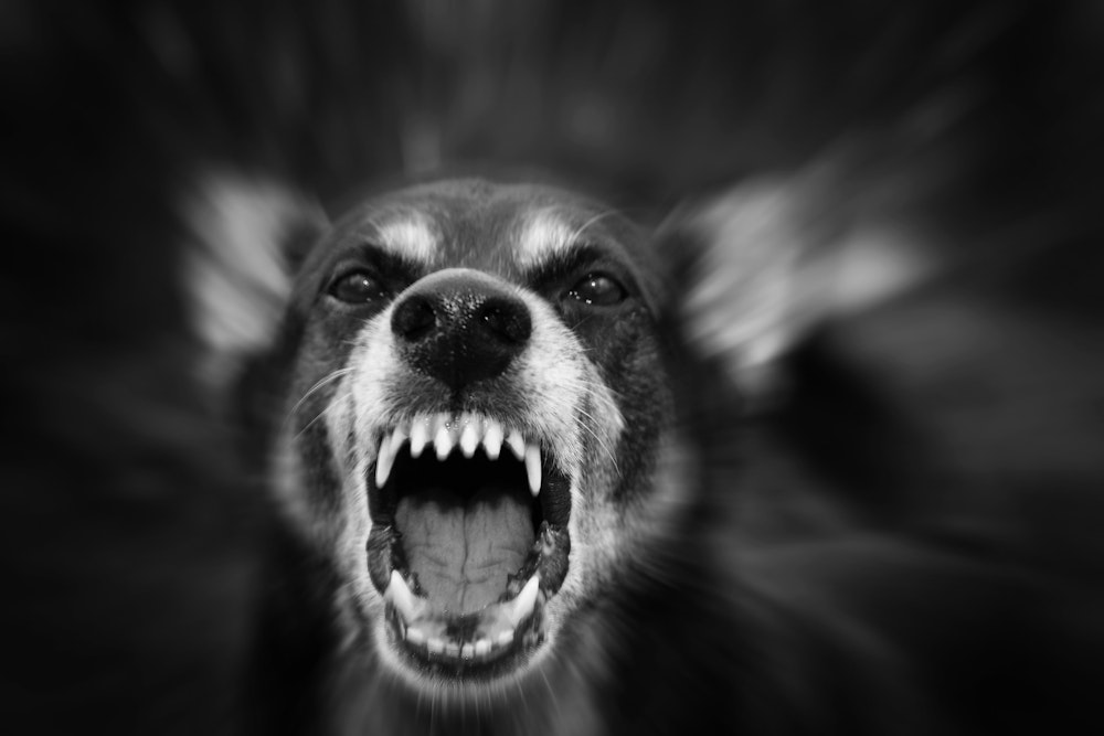 Attacking dog with edges of image blurred to show motion