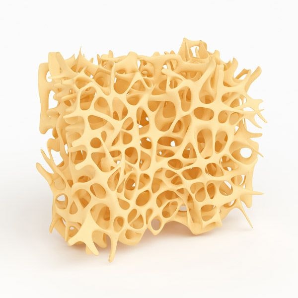 Network of bone tissue