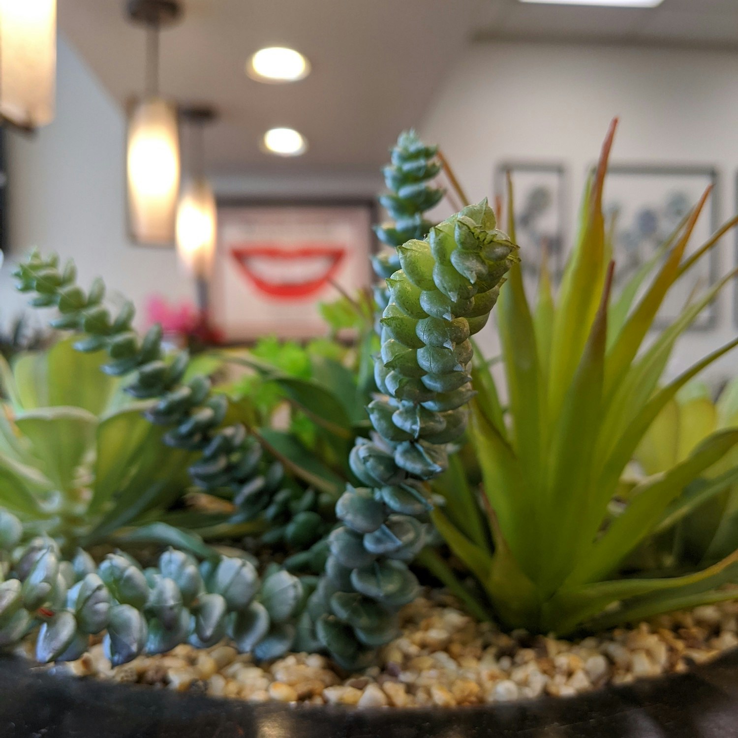 up close image of a succulent