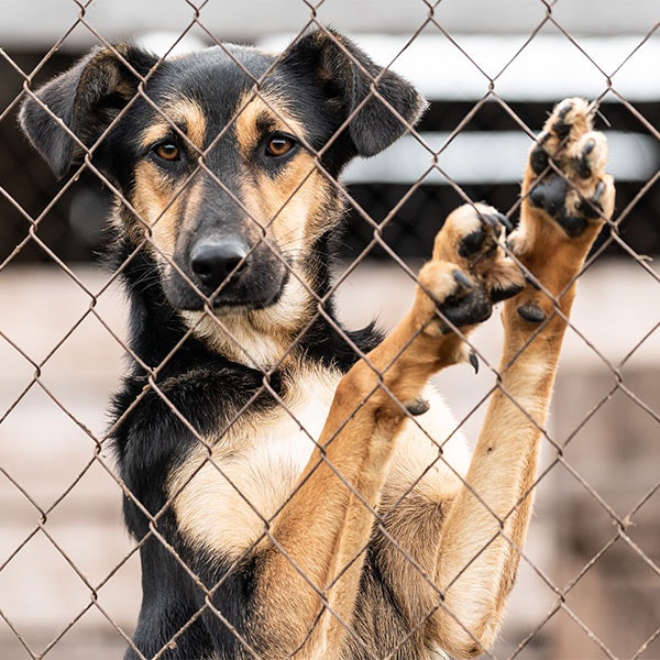 Dog behind a fence