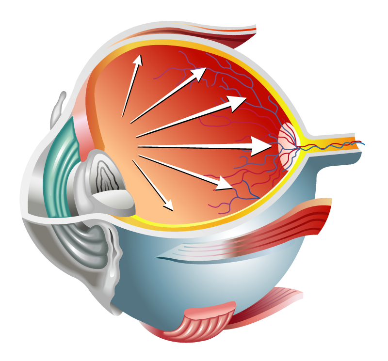 Diagram of an eyeball