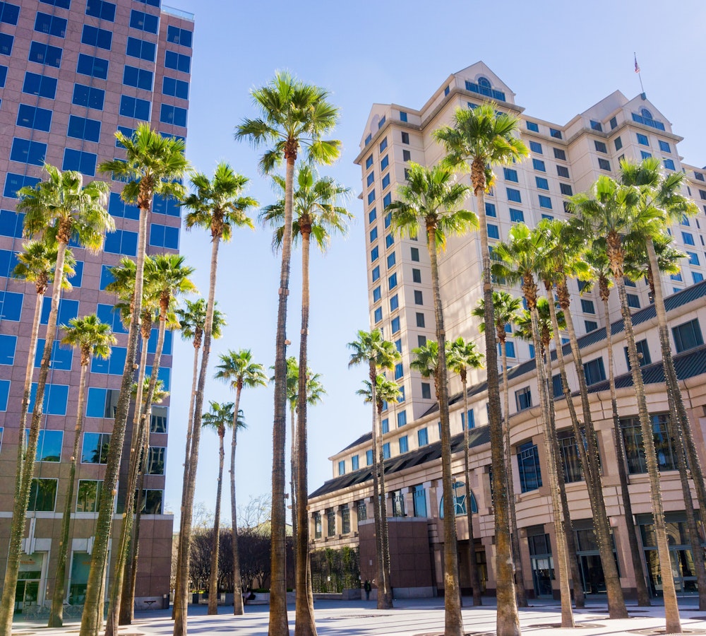 Palm trees and glass buildings
