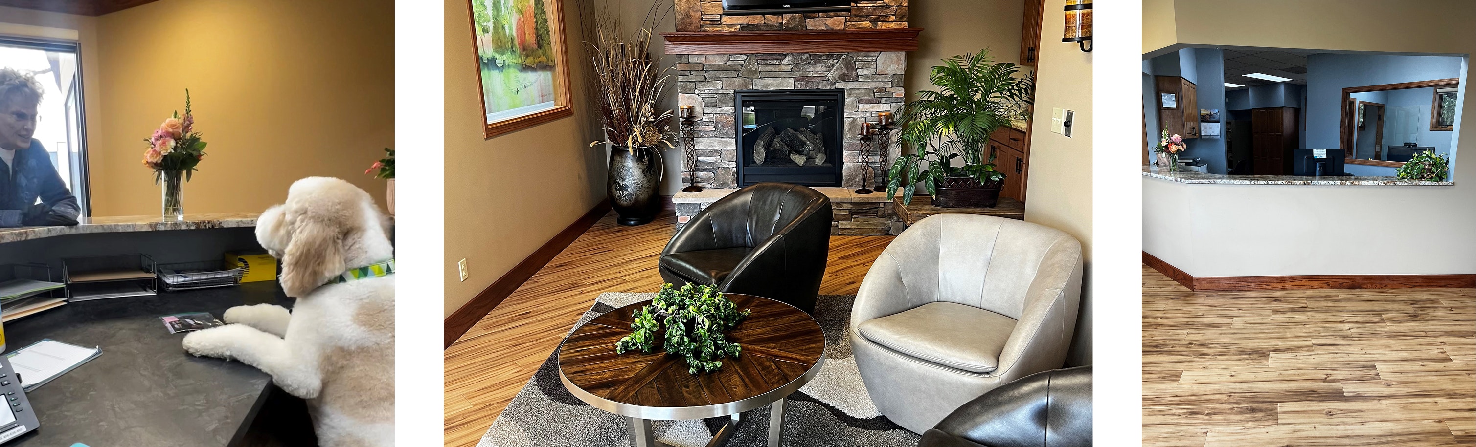 Dr. David Casagrande's office interior and office dog