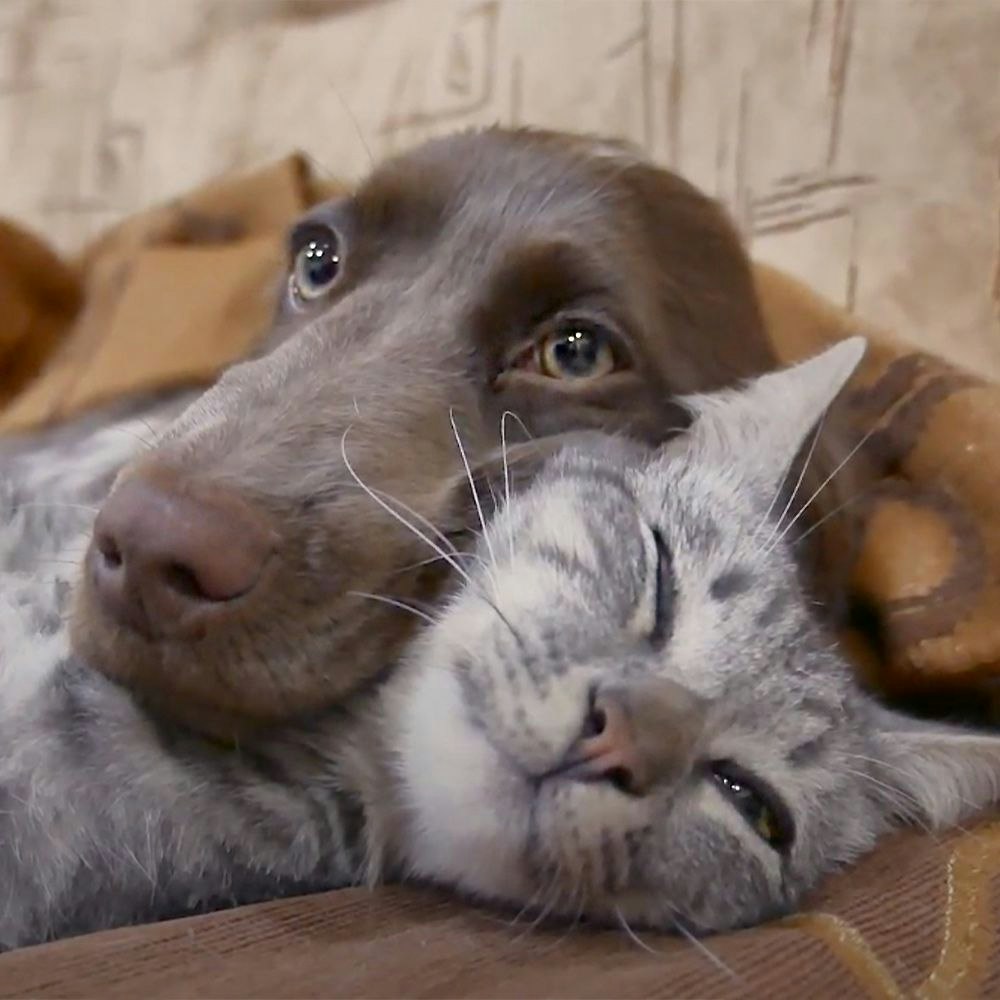 Dog and cat with blanket