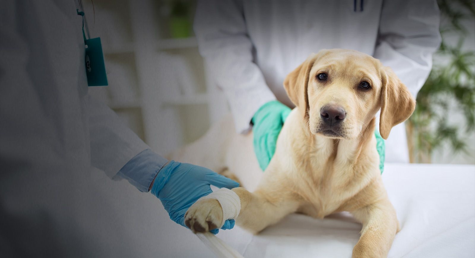 Marietta Vet Clinic Staff