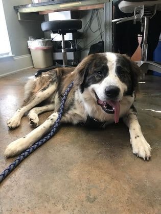 Now a happy, healthy dog