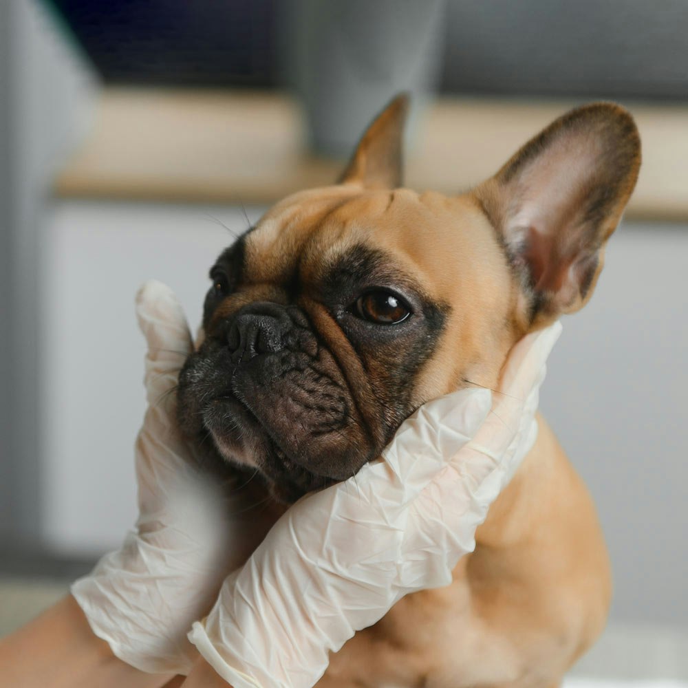 Veterinarian checking dog