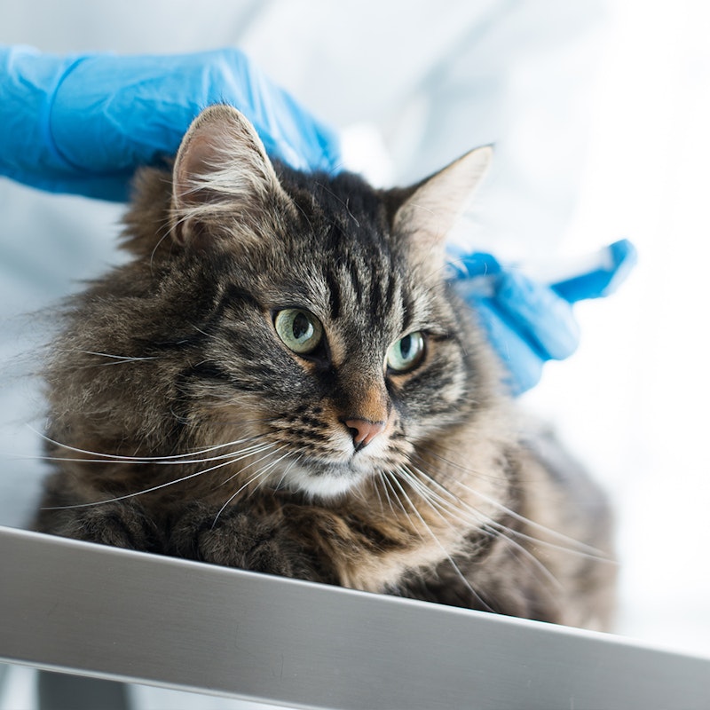 Cat receiving vaccine