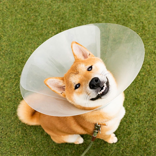 Dog wearing a cone
