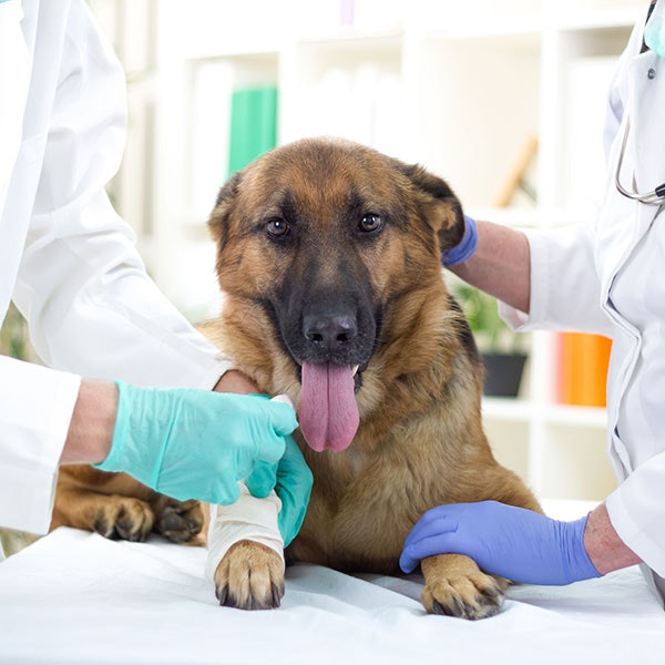 Dog geting their paw wrapped