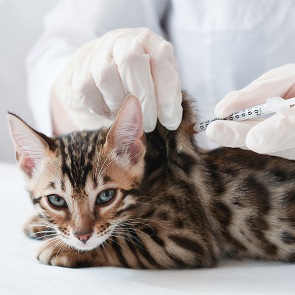 Cat getting a vaccine