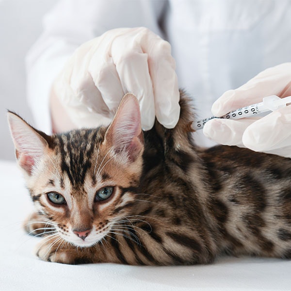 Cat getting a vaccine