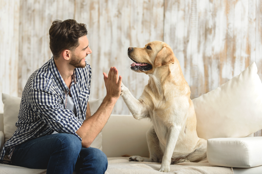 Dog high fiving owner