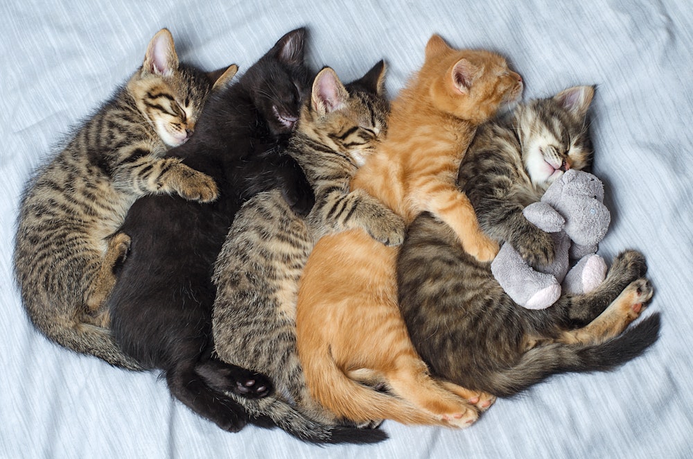 Litter of kittens