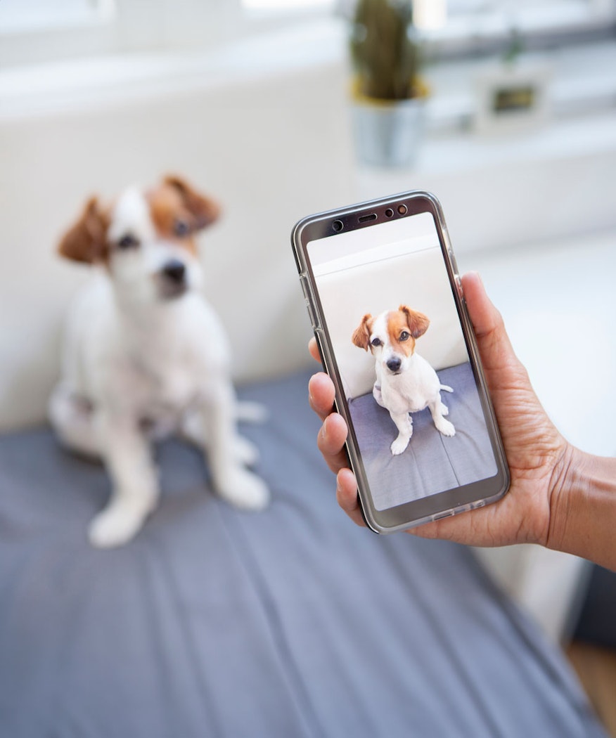 Parent taking picture of pet