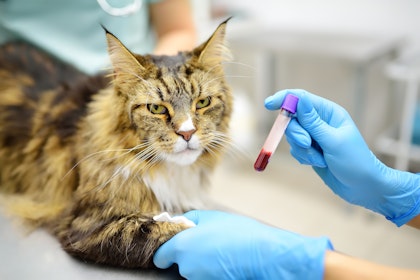 cat getting blood drawn