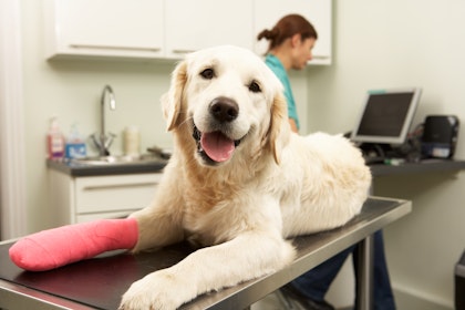 dog in a cast