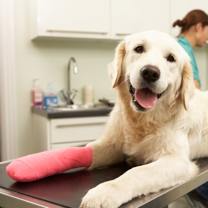 dog in a cast