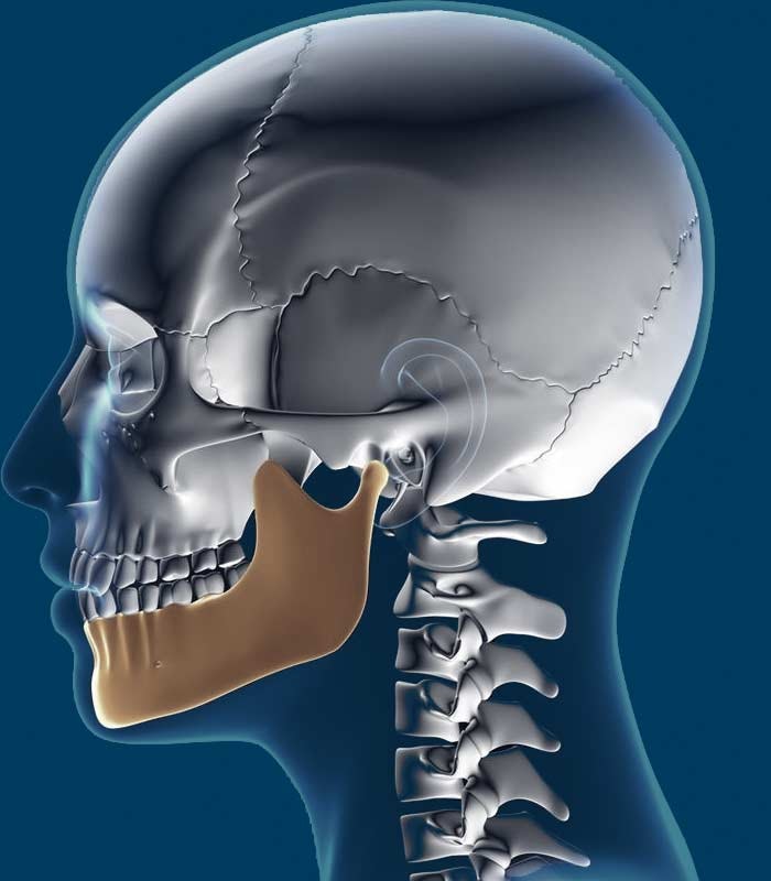 Jaw highlighted within skull