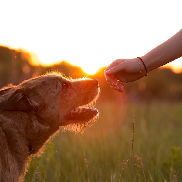 Person reaching to pet a dog