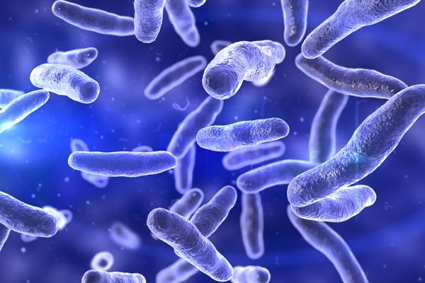 Bacteria