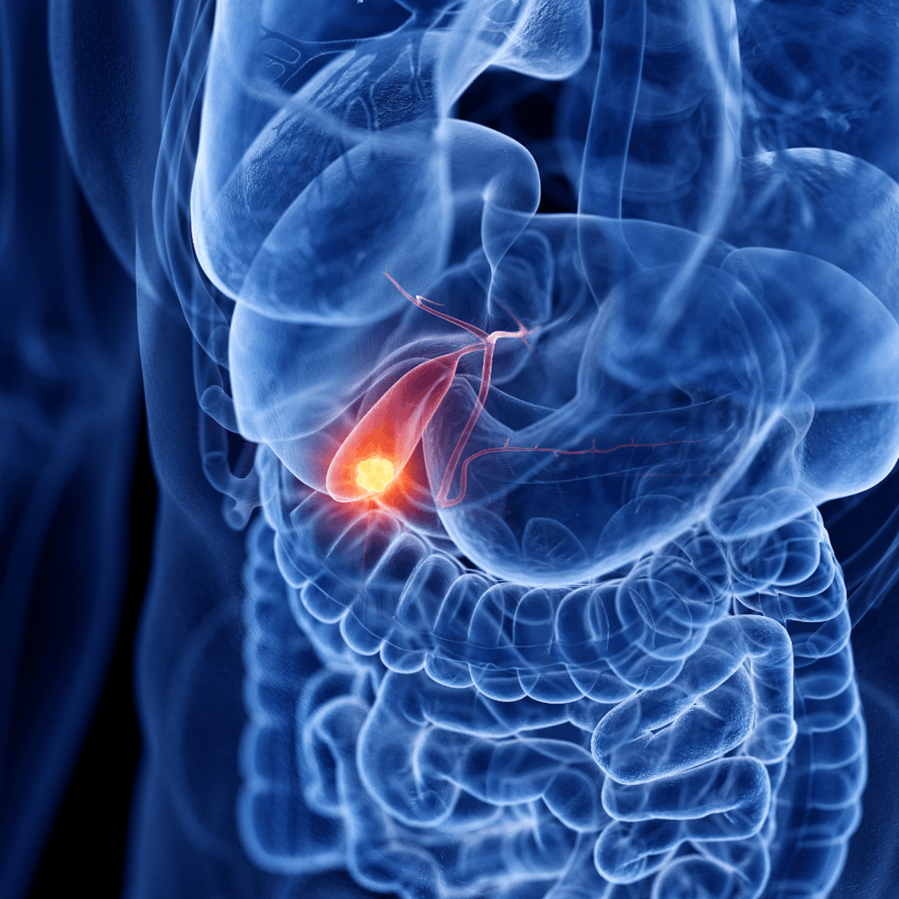 Digital illustration of gallbladder