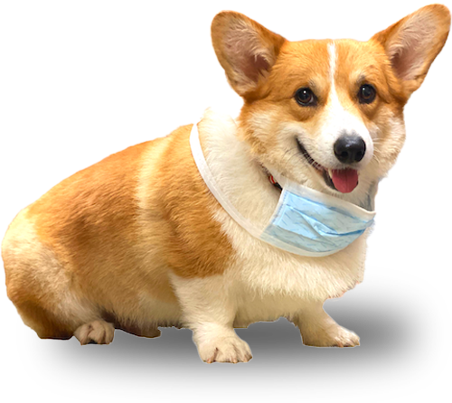 Our office dog, Marty