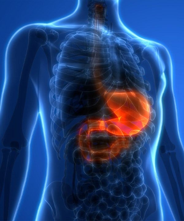 Model of torso with stomach in red