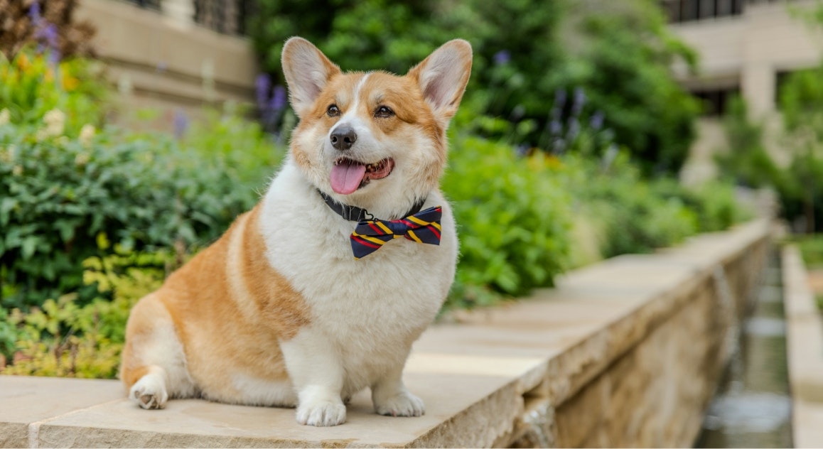 Marty the office dog
