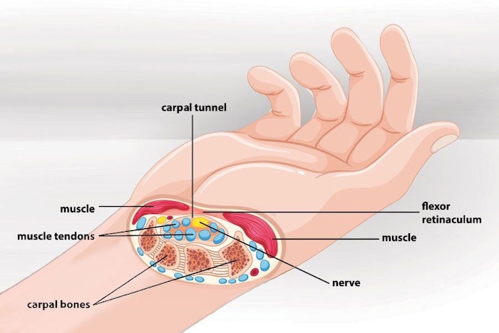 Cross-section diagram of wrist